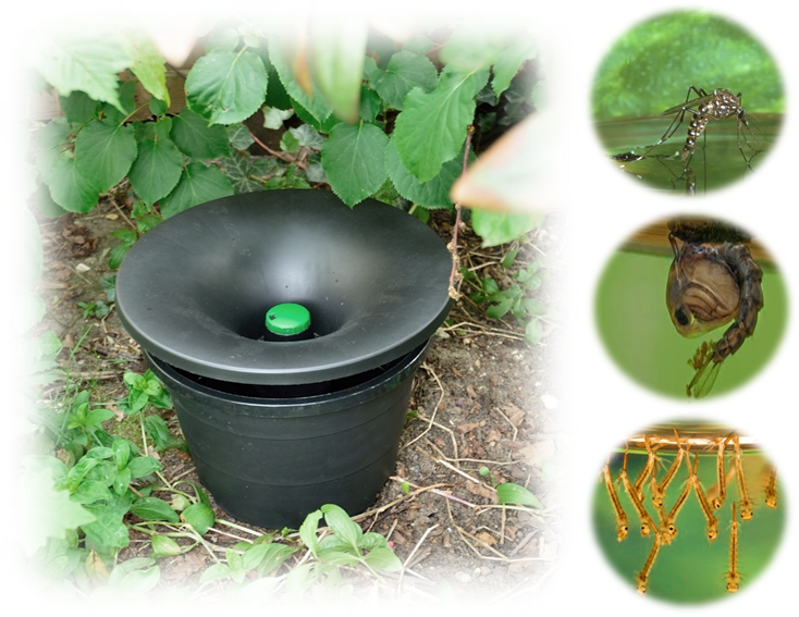Marketing-picture-in2care-trap-and-aedes