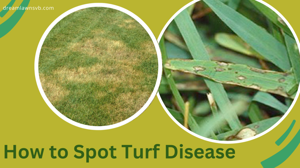 Turf.Disease-1024x576
