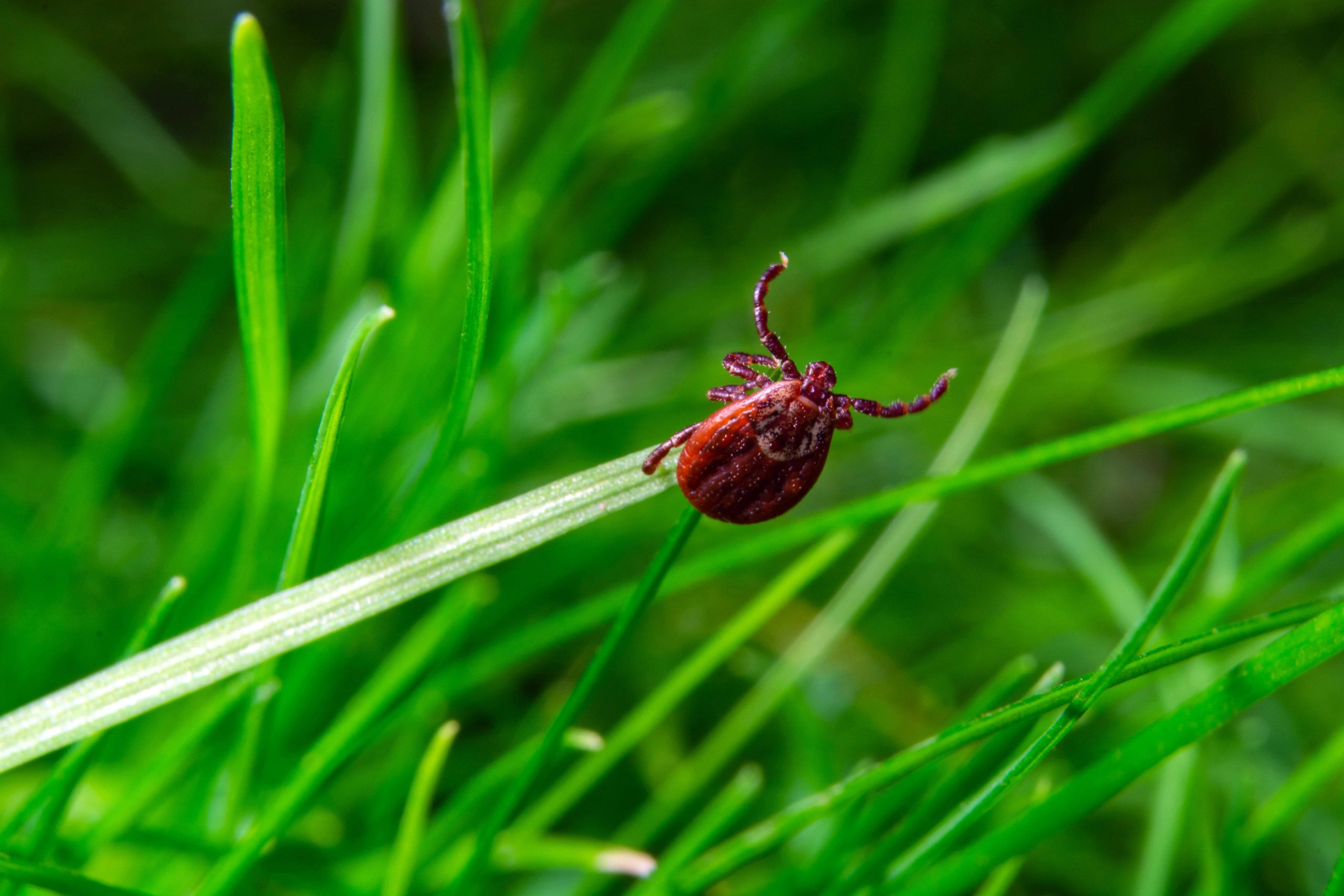 flea and tick program