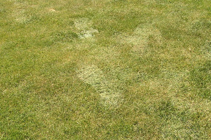 maintain.grass_