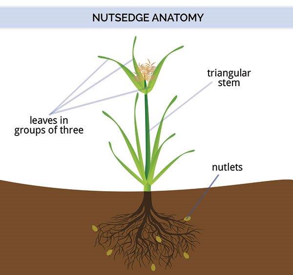 nutsedge_anatomy