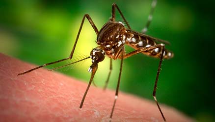 pestcontrolvirginiabeach1