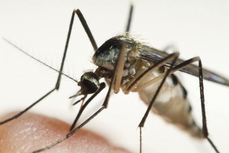 virginiabeachmosquitocontrol
