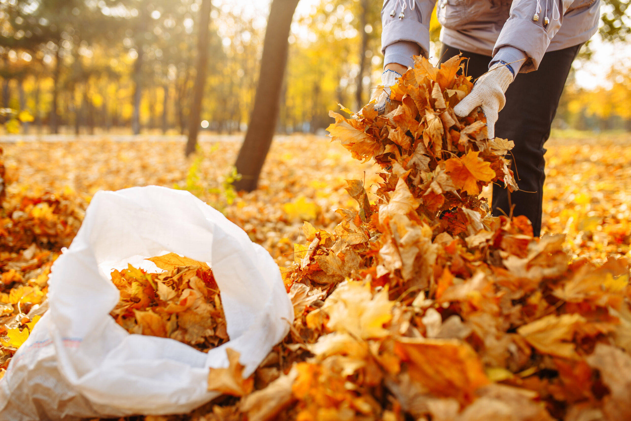 Woman volunteer collects leaves in a bag. Cleaning leaves in the autumn park. A close shot of a hand stuffing a bunch of leaves into a bag.