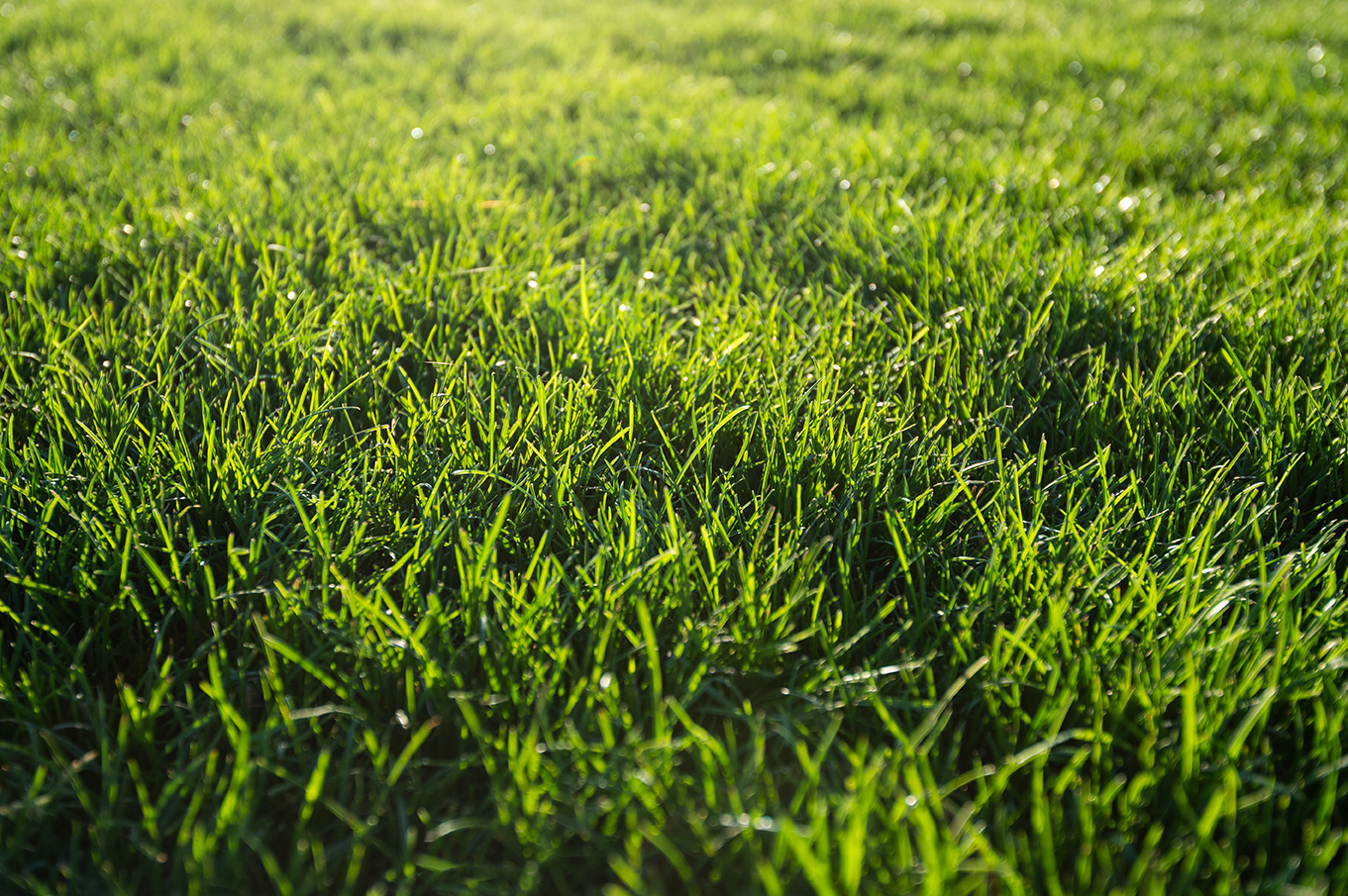 lawn in the sunshine