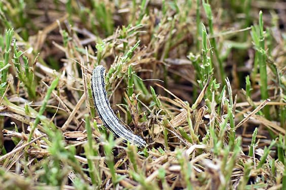 Fall Army Worm & Turf-Damaging Insect Program