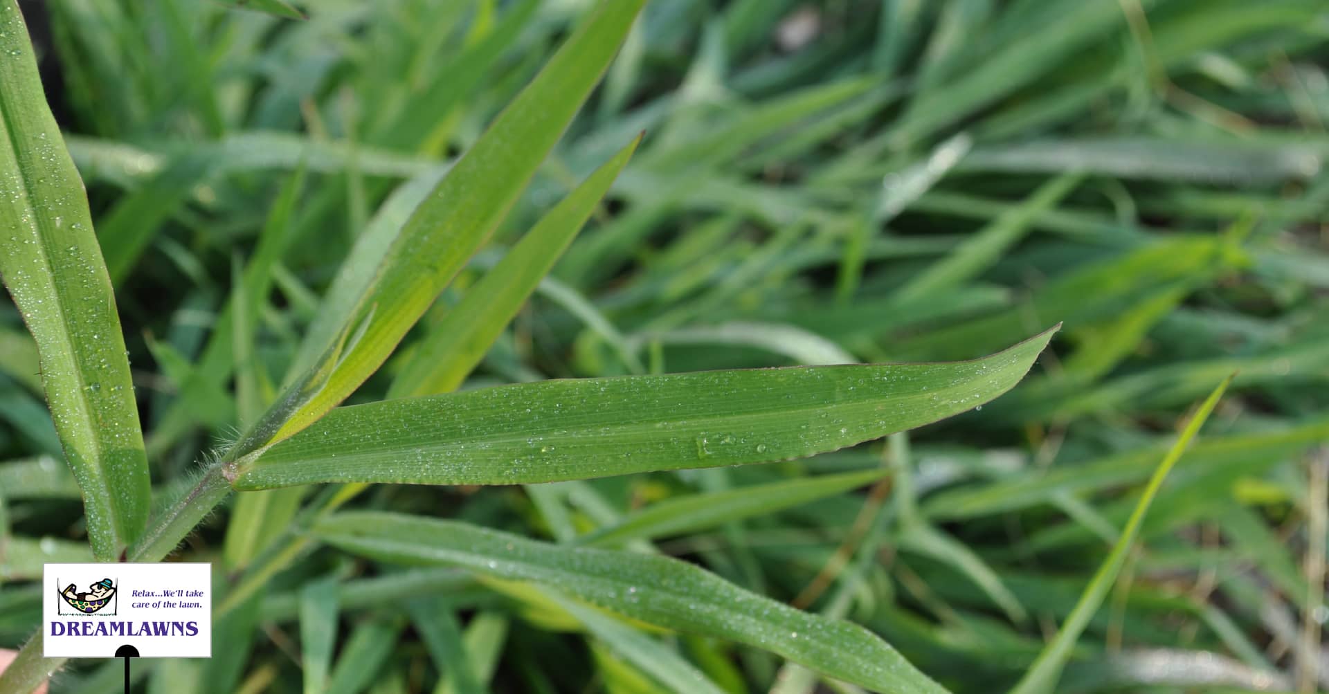 Lawn Weeds in Early spring V1_LinkedIn Post
