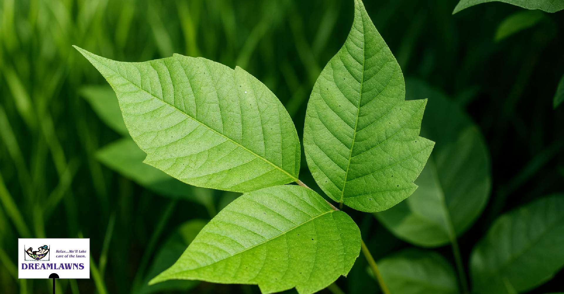 Poison Ivy V1_LinkedIn Post