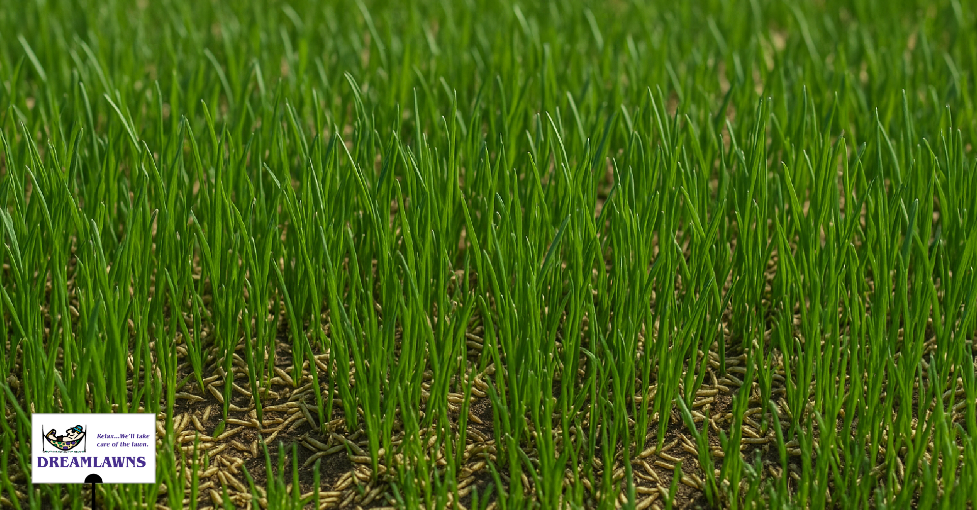 Do I need To Overseed Every Year V1_LinkedIn Post