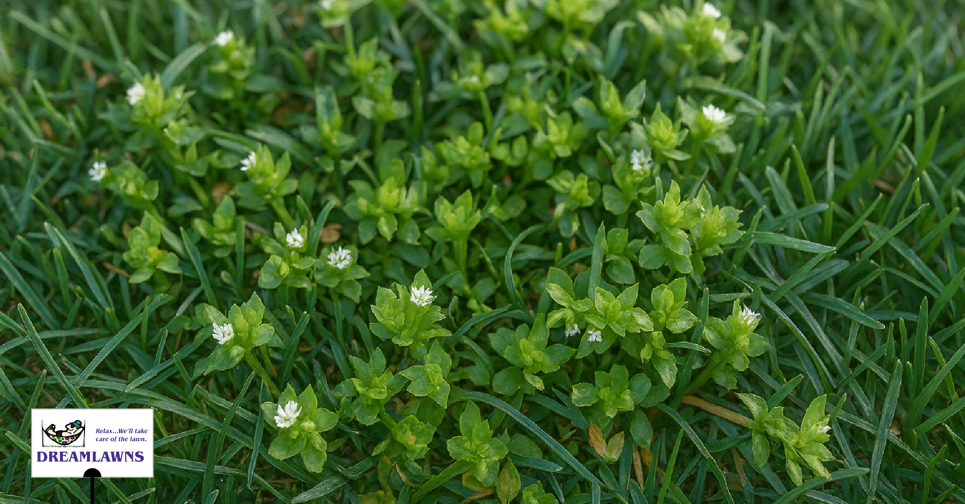 Fall Weeds V1_LinkedIn Post