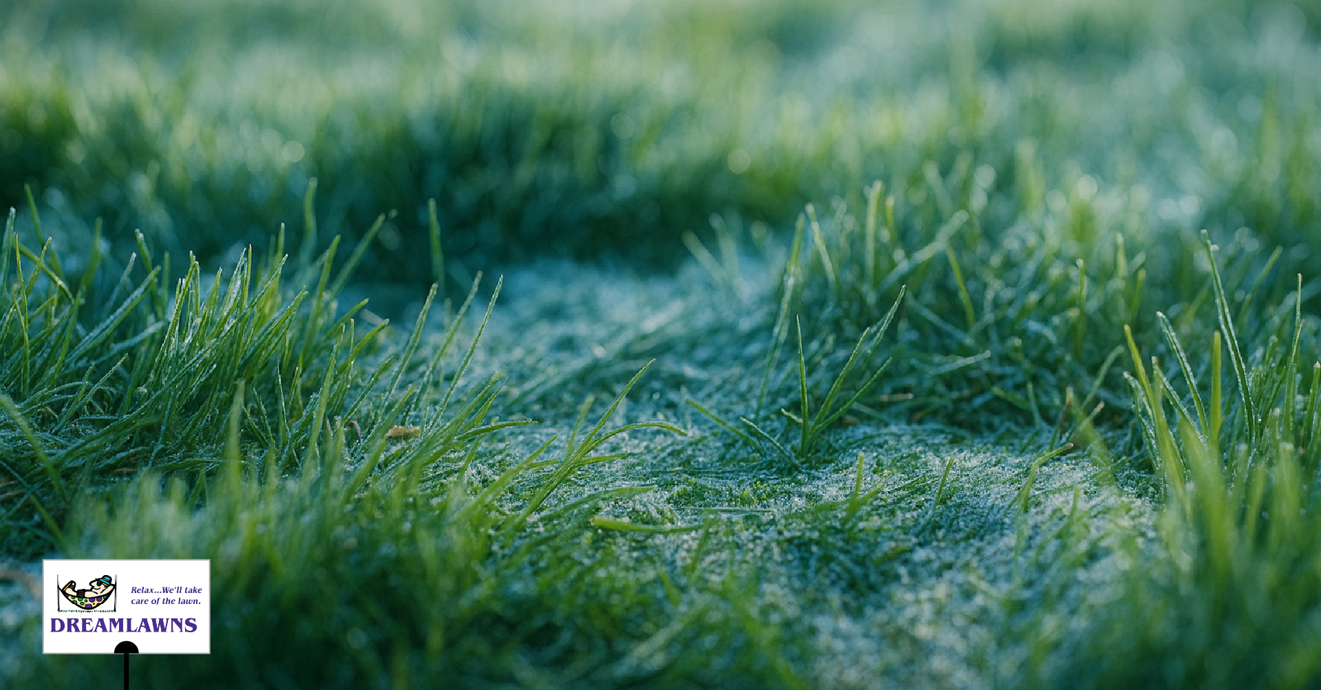 Winter Lawn Care V1_LinkedIn Post