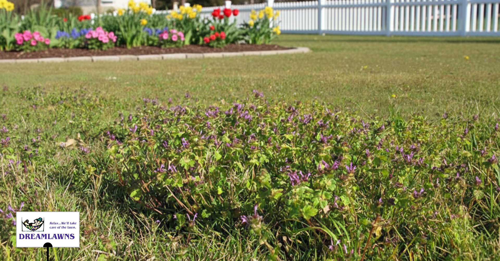 Winter Weeds V1_LinkedIn Post