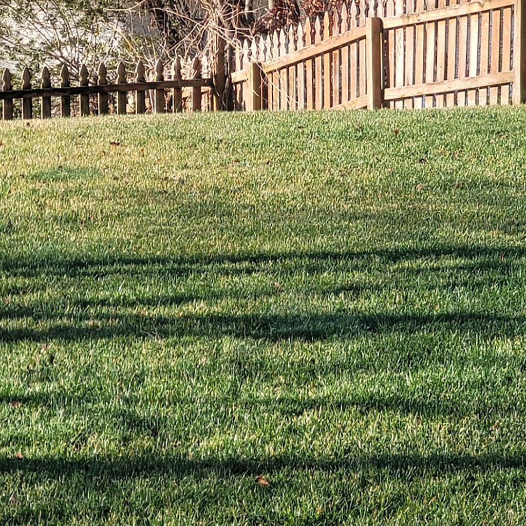 A Note On Lawn Color 2