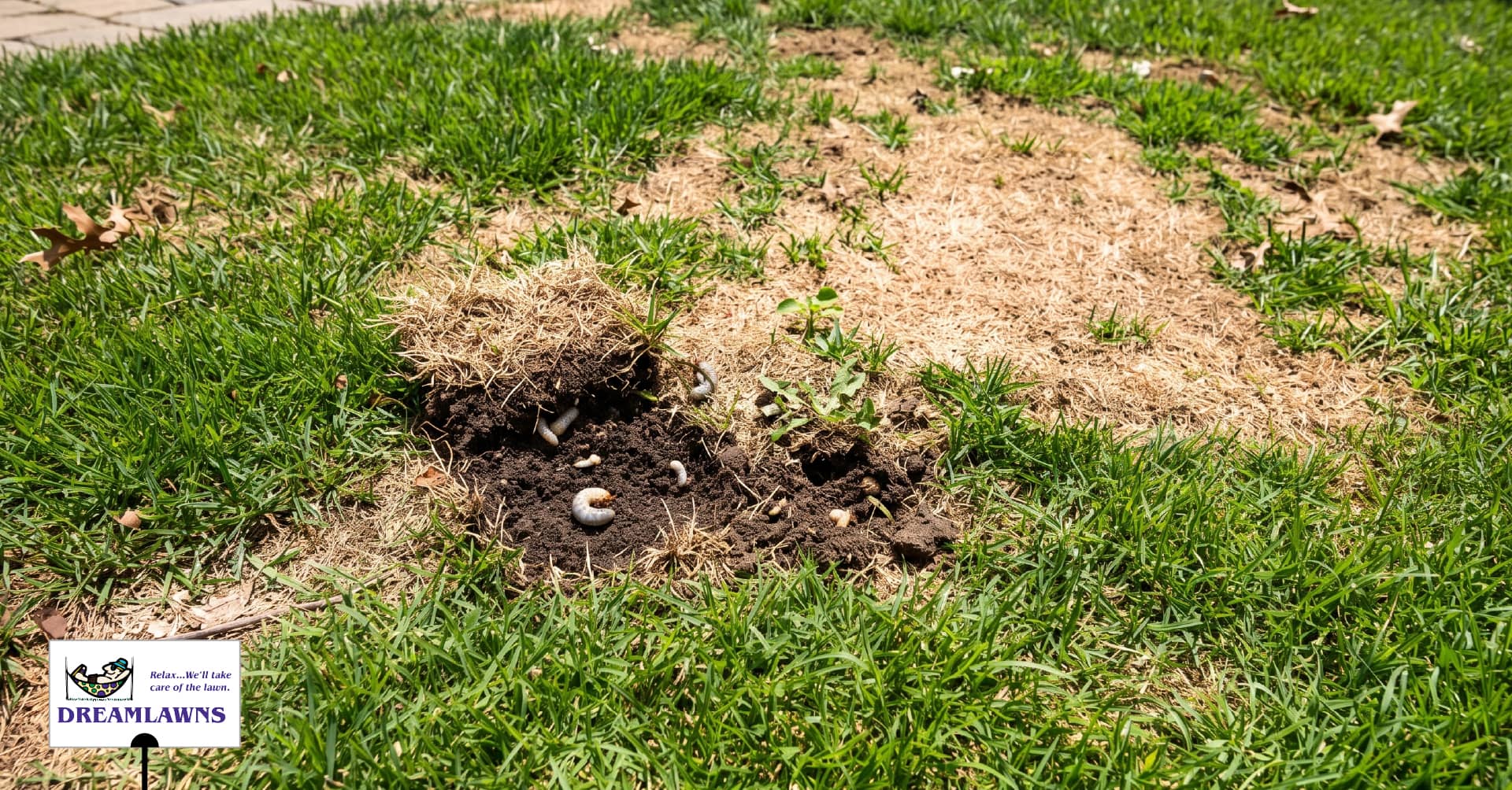 Grubs V1_LinkedIn Post